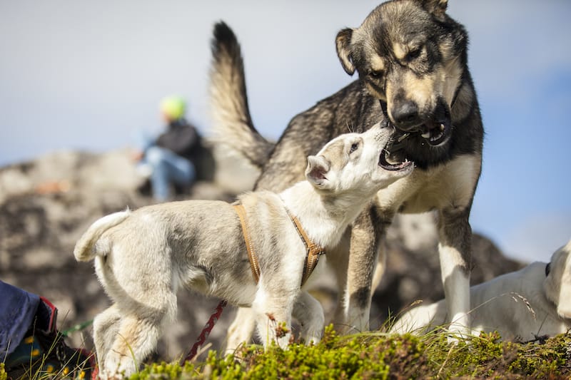 Meeting huskies and husky puppies in Tromsø