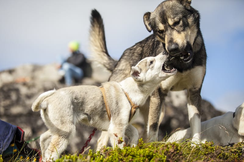 Meeting huskies and husky puppies in Tromso