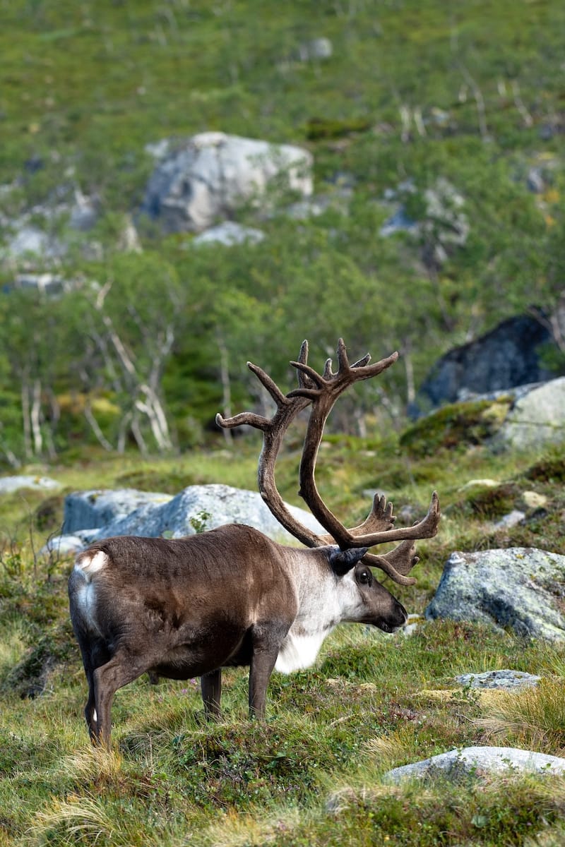 Reindeer on Kvaløya