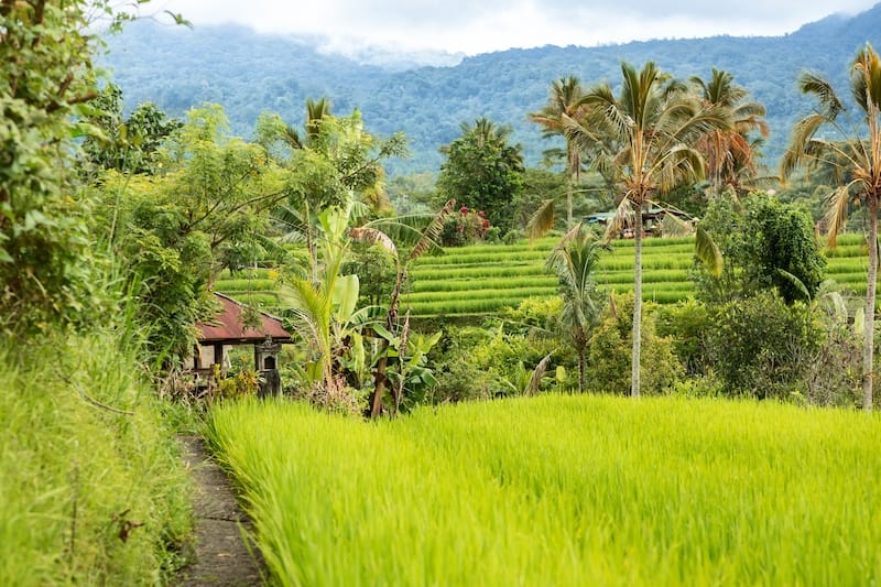 Rural Ubud