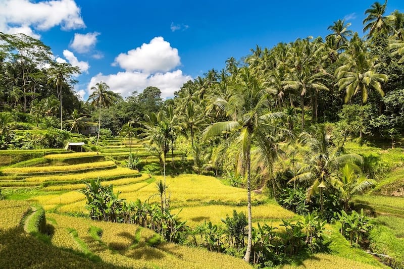 Tegalalang Rice Terraces