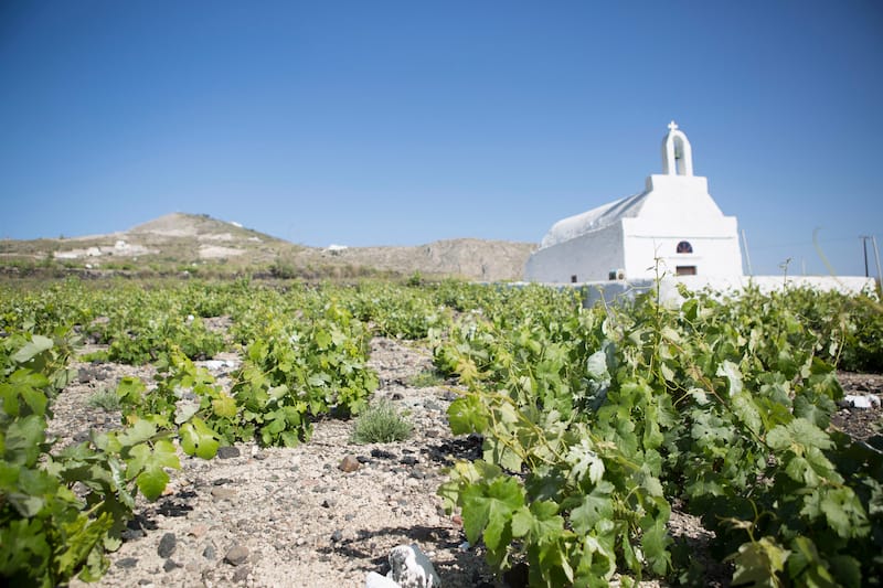 Vineyard on Santorini