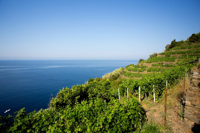 Vineyards of Riomaggiore
