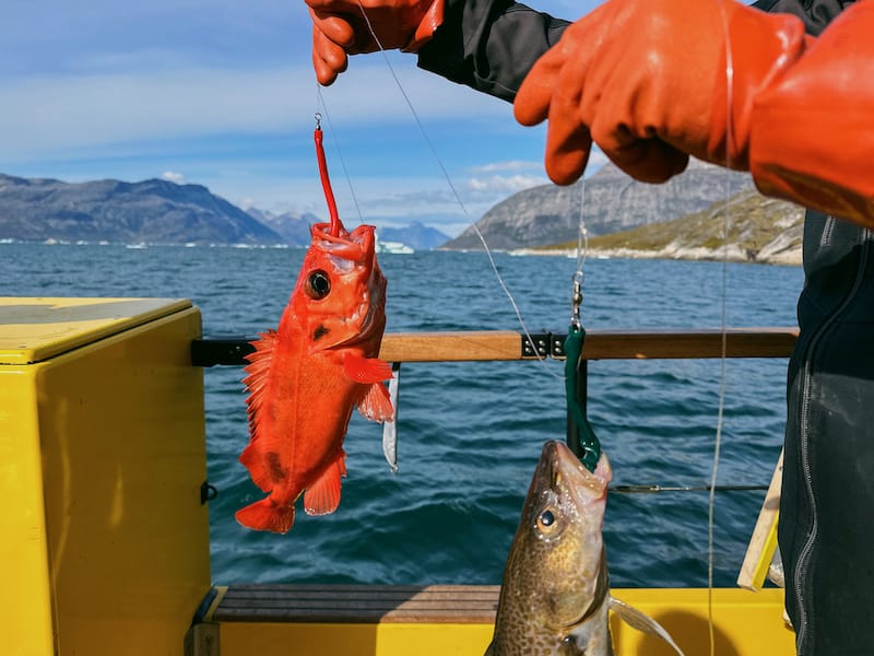 Freshly caught redfish and cod