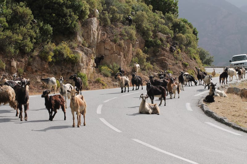 Corsica traffic jam