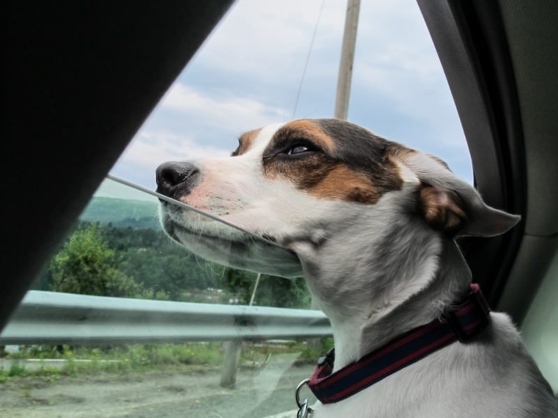 My dog loved a Norwegian road trip!