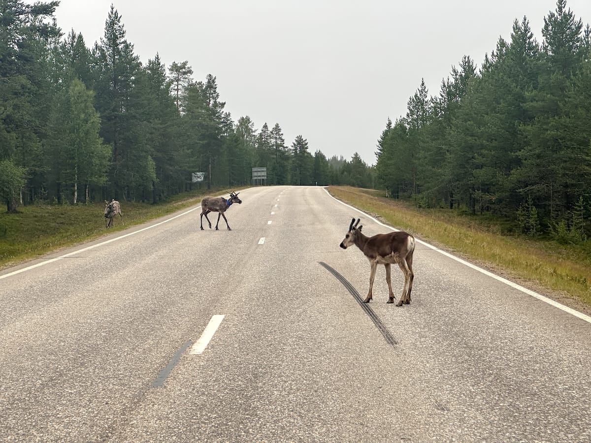 The kings and queens of the road