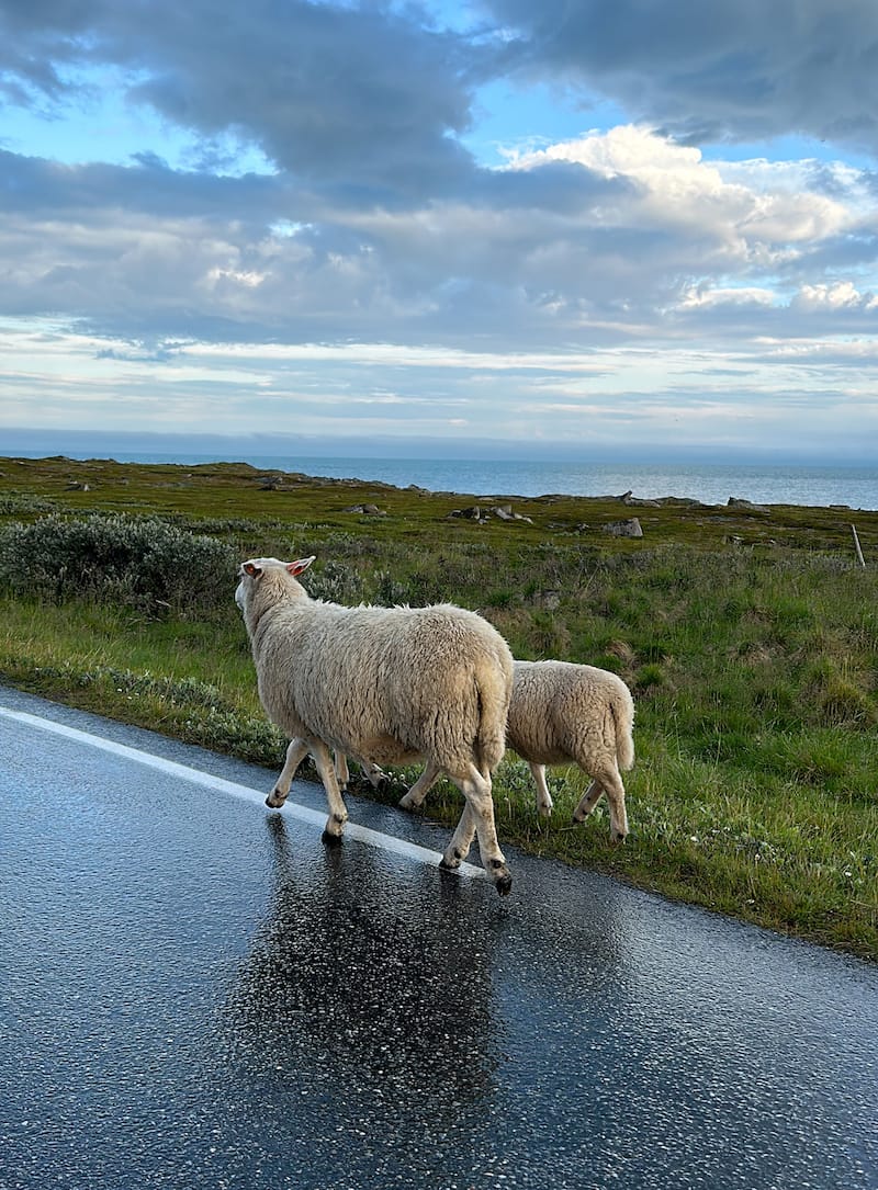 All that grass - but they will always choose the road instead.