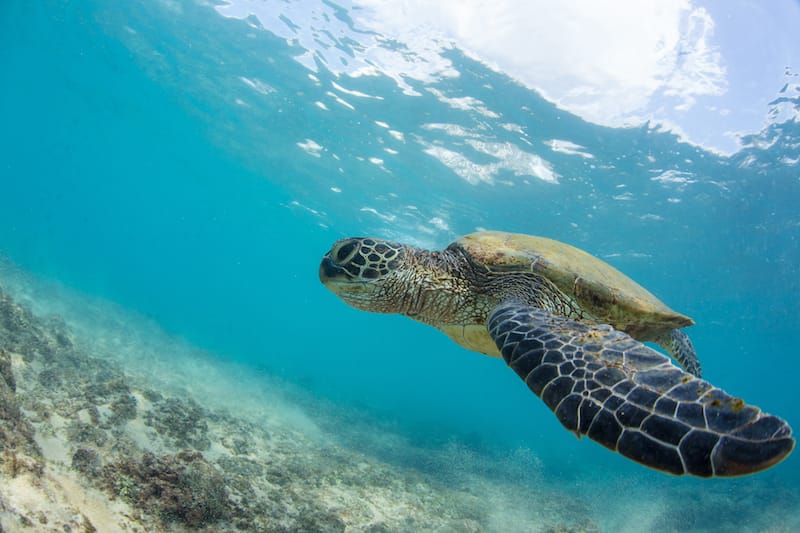 1,000 Steps is one of the best snorkel spots in Bonaire!