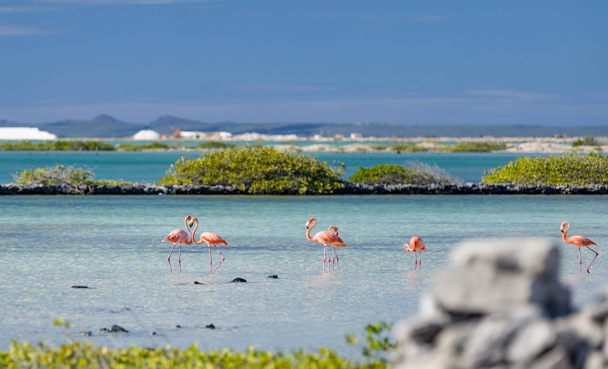 Bonaire's flamingoes