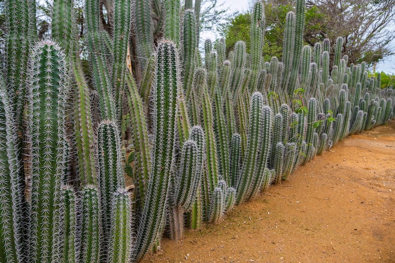 Cacti in the Bonaire Botanical Gardens