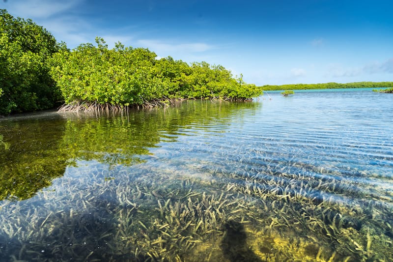 Famous mangroves on Bonaire