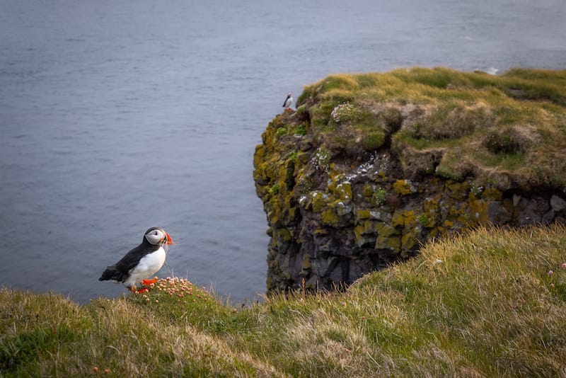 Local residents hanging out on the Látrabjarg Cliffs