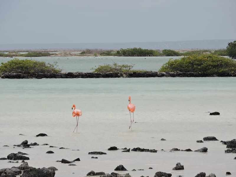 Pekelmeer Flamingo Sanctuary