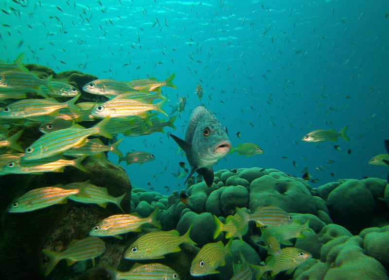 Wildlife in Bonaire National Marine Park