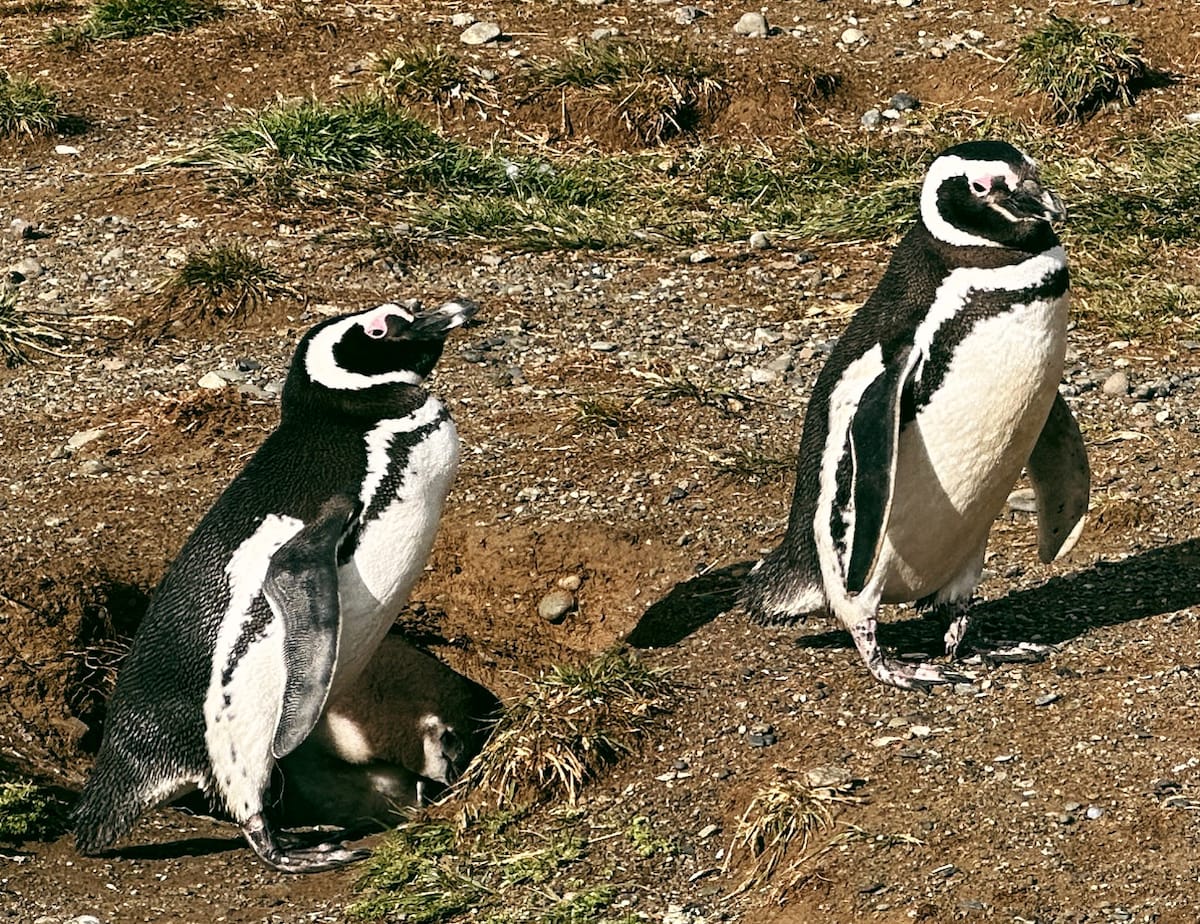 Taking a Magdalena Island penguin tour (my review and thoughts)