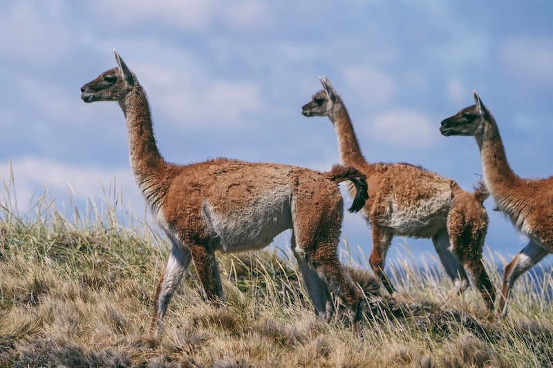punta arenas free tour The views along the way!