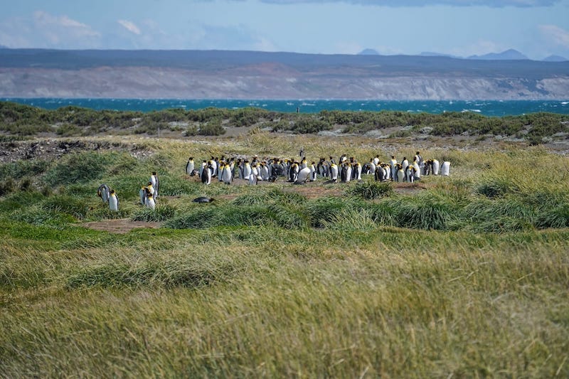 punta arenas free tour Penguins at the reserve