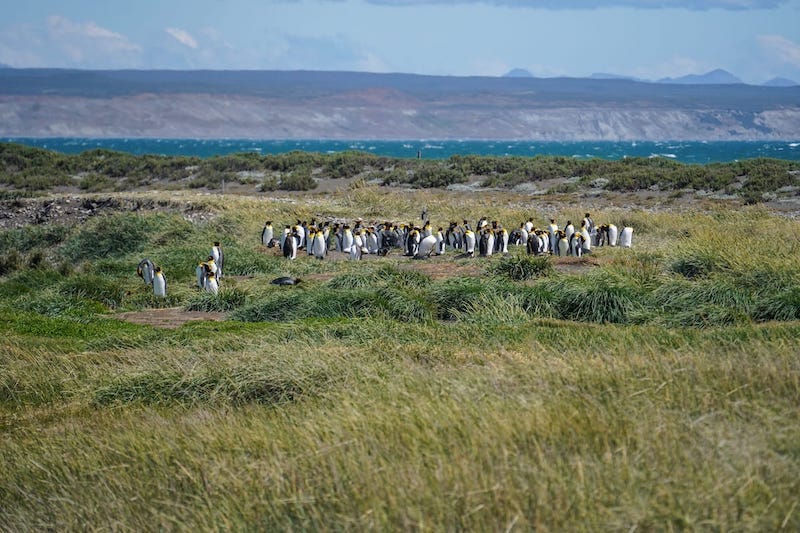 Penguins at the reserve