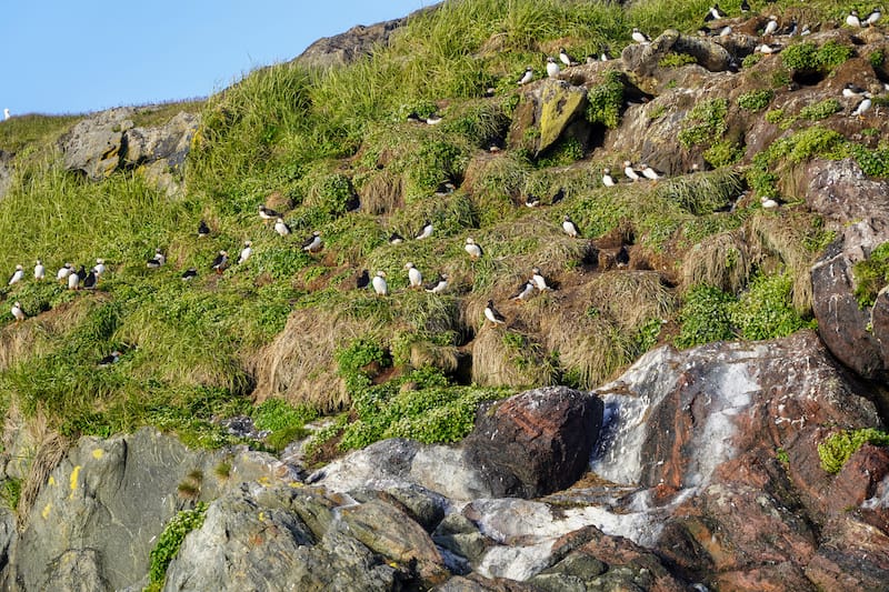 My Nuuk puffin tour was epic