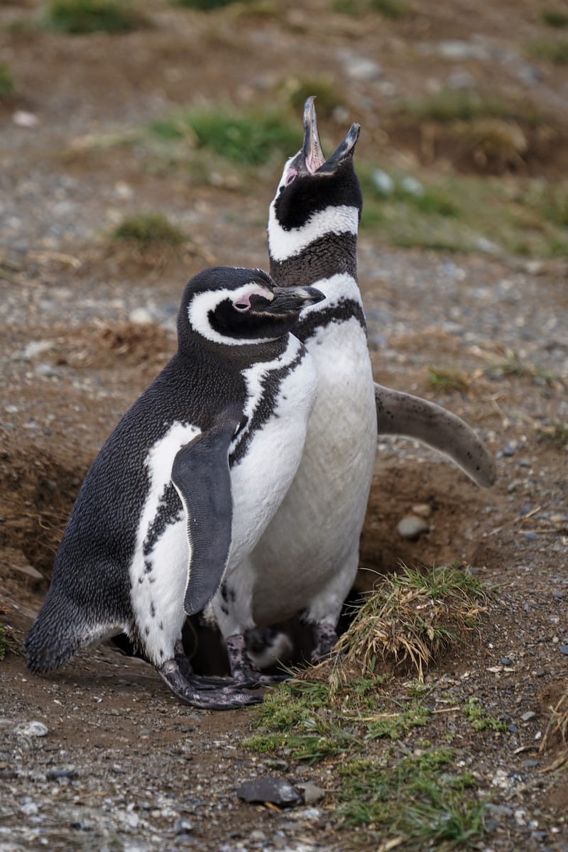 Fun on my Punta Arenas penguin tour