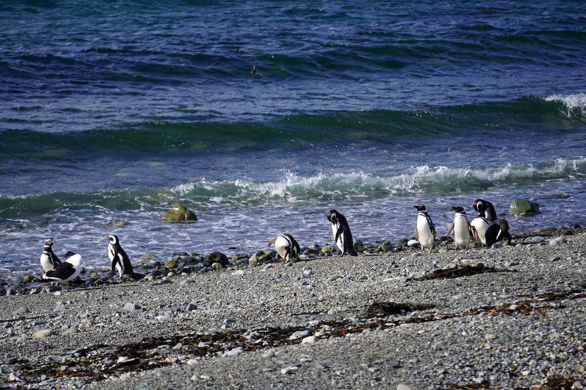 The penguins on Magdalena Island