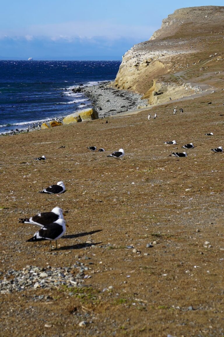 Is a Magdalena Island Penguin Tour Worth It? (+ Useful Tips)