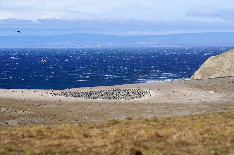 Bird colony removed from the penguins and tourists