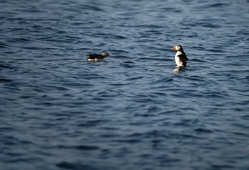 Puffins near the island