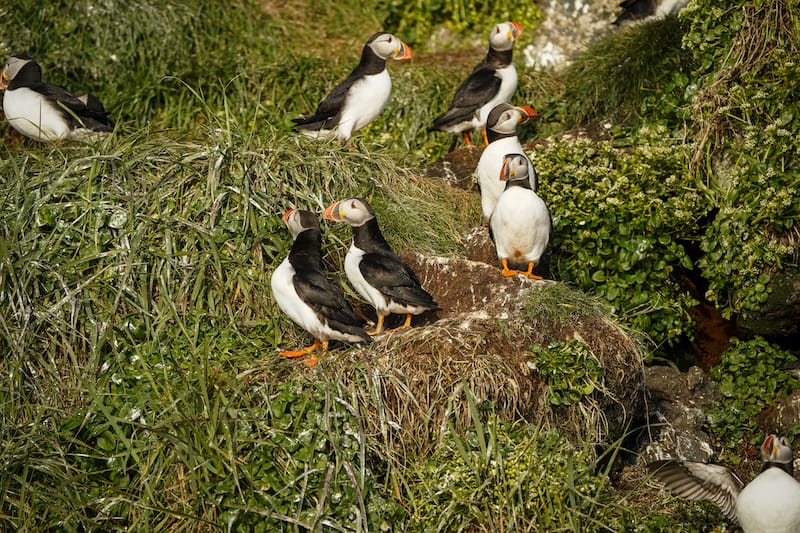 The puffins hanging out on the island