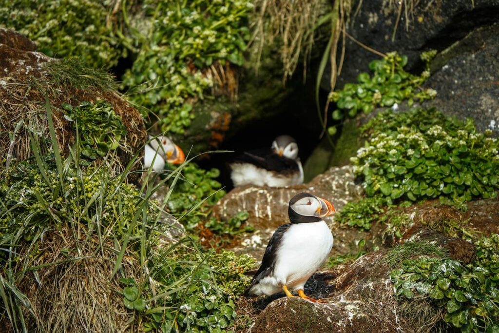What to know about the puffins in Nuuk, Greenland
