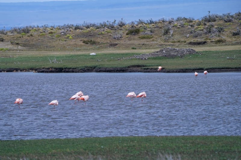 Flamingos near the reserve