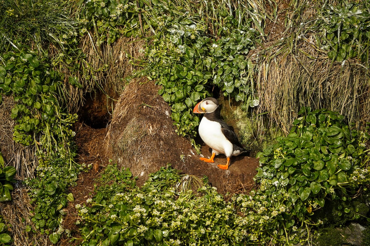 Enjoying my puffin tour in Nuuk