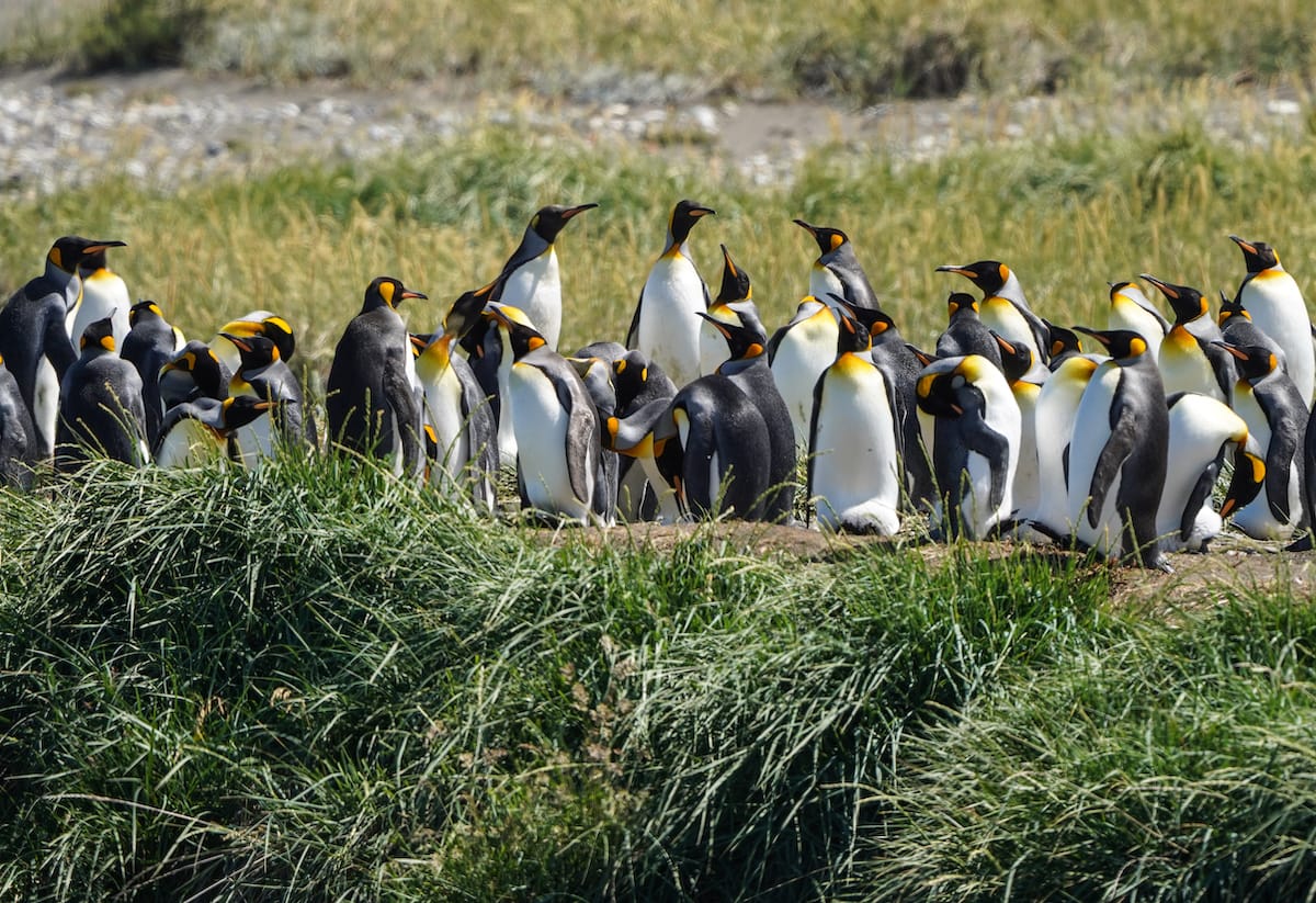 The Tierra del Fuego King Penguin colony!