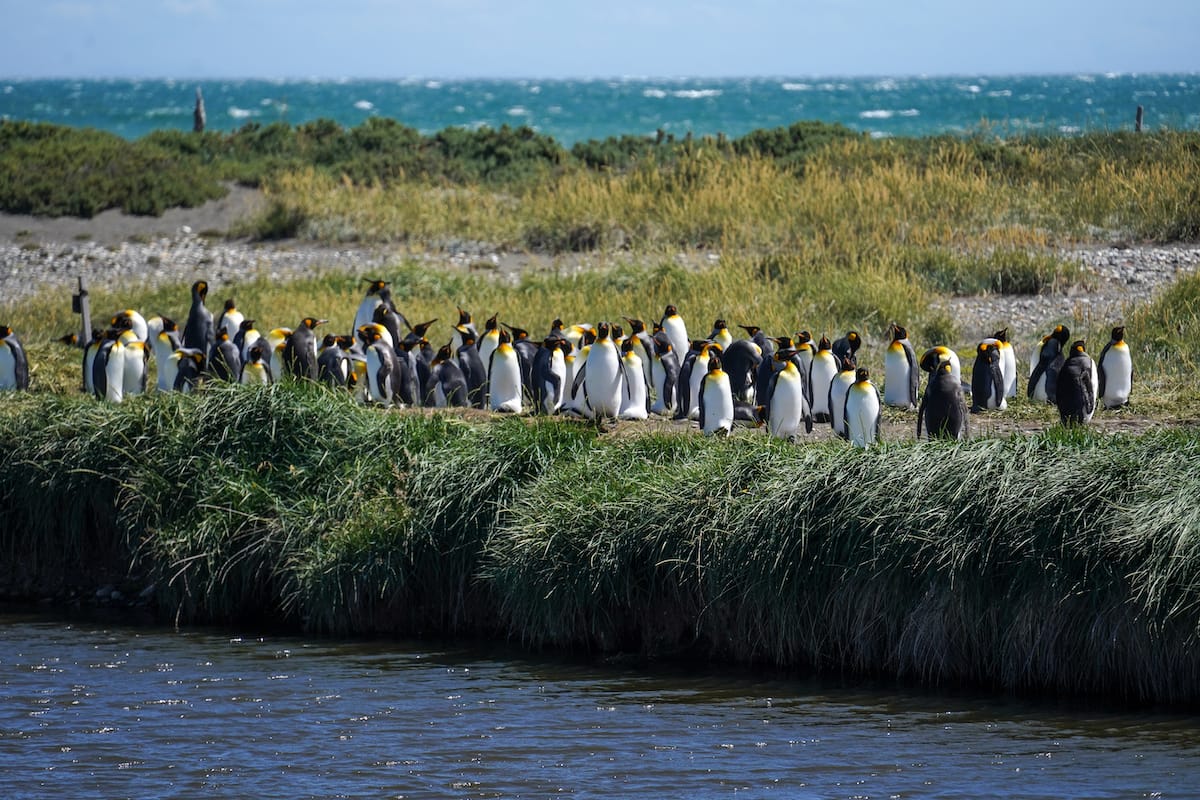 The King Penguins on Tierra del Fuego