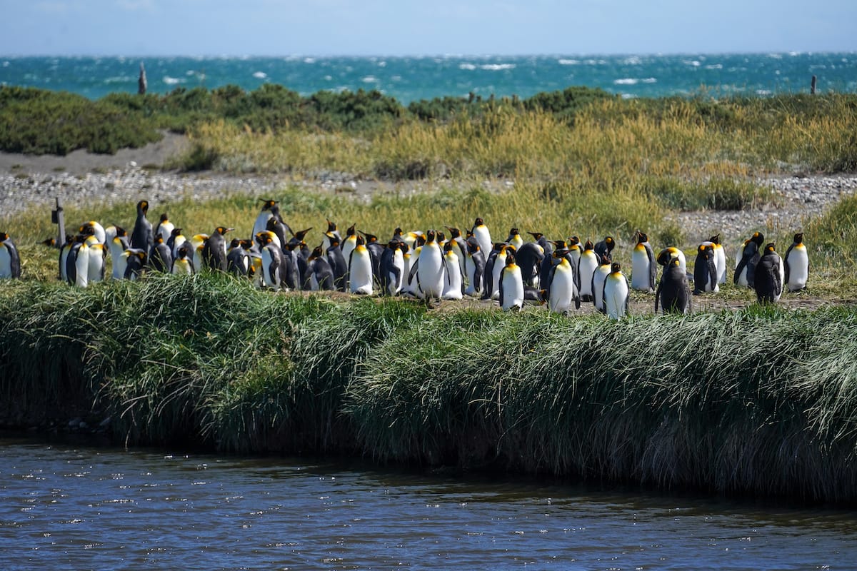 punta arenas free tour The King Penguins on Tierra del Fuego