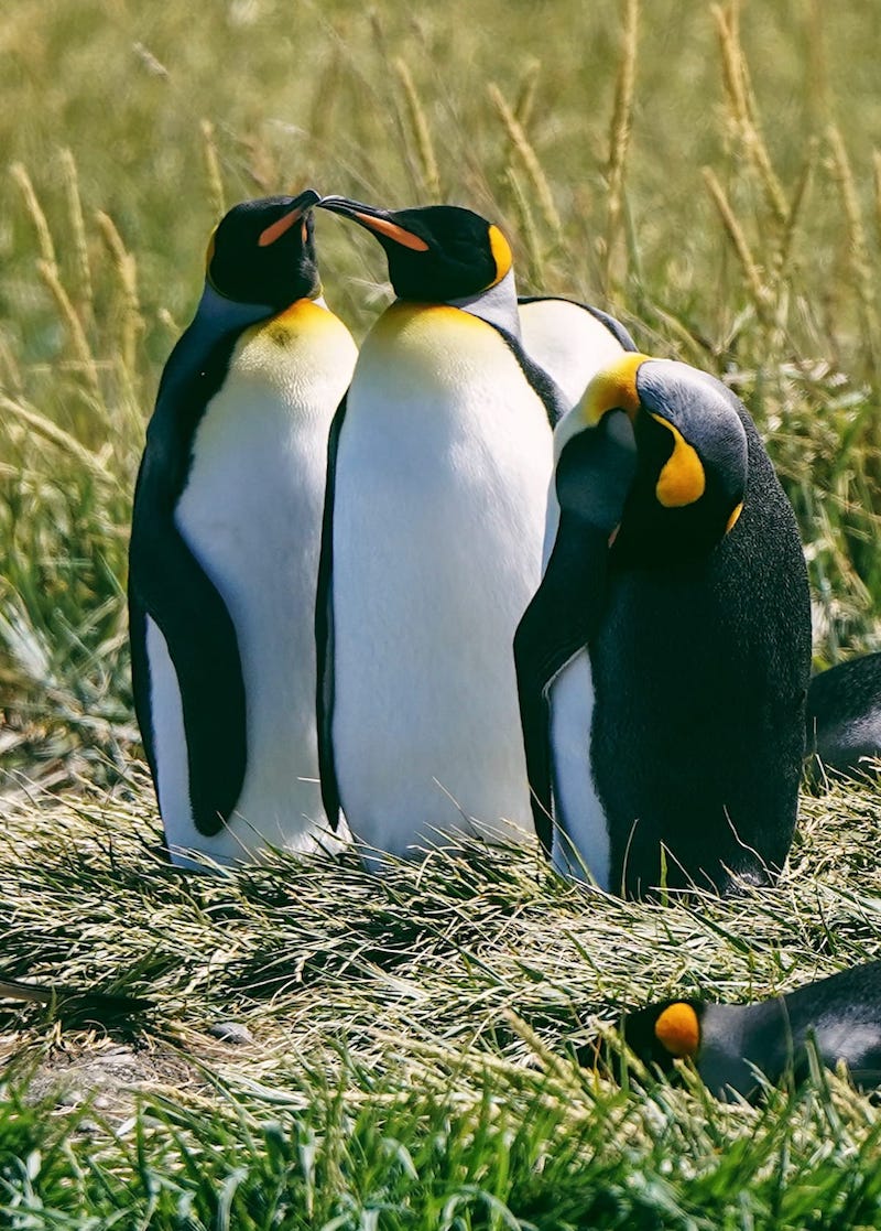 punta arenas free tour King Penguins on Tierra del Fuego