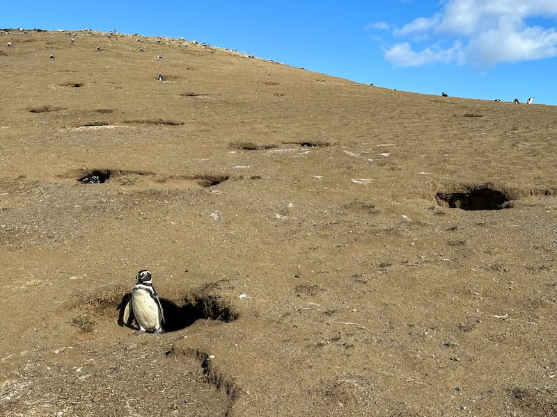 A cutie hanging out on Isla Magdalena