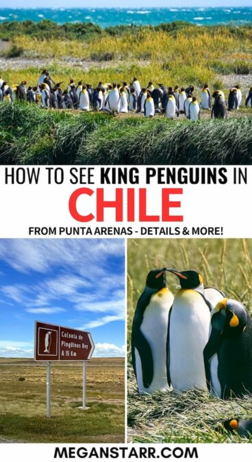 Planning a trip to see the King Penguins on Tierra del Fuego on a day trip from Punta Arenas? This guide tells you how to do it, including the best tour! | Tierra del Fuego King Penguins | Punta Arenas day trips | Things to do in Punta Arenas | Punta Arenas King Penguins | What to do in Punta Arenas | Places to visit in Patagonia | Penguin tours from Punta Arenas | How to see penguins in Chile