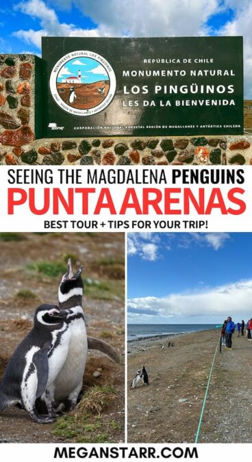 Are you looking to take a Magdalena Island penguin tour on your upcoming trip to Punta Arenas? I share my honest thoughts (and useful tips) in this post. | Punta Arenas penguin tour | Isla Magdalena penguin tour | Magellanic penguins Chile | Where to see penguins in Chile | Penguins in Punta Arenas | Penguins on Magdalena Island | Day trips from Punta Arenas | Things to do in Punta Arenas | What to do in Punta Arenas | Patagonia penguins