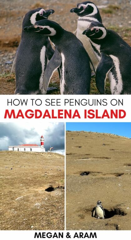 Are you looking to take a Magdalena Island penguin tour on your upcoming trip to Punta Arenas? I share my honest thoughts (and useful tips) in this post. | Punta Arenas penguin tour | Isla Magdalena penguin tour | Magellanic penguins Chile | Where to see penguins in Chile | Penguins in Punta Arenas | Penguins on Magdalena Island | Day trips from Punta Arenas | Things to do in Punta Arenas | What to do in Punta Arenas | Patagonia penguins
