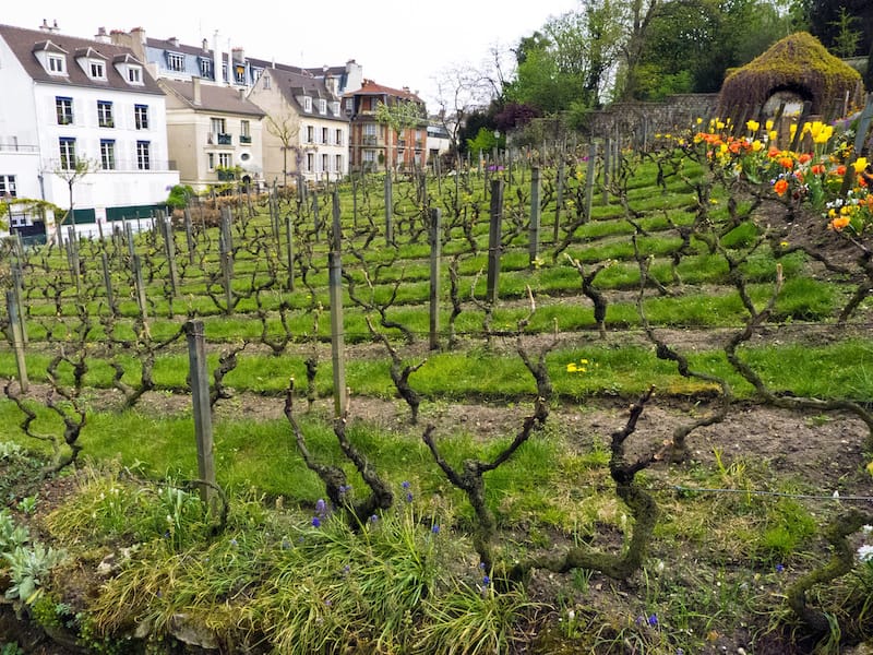 Montmartre Vineyard