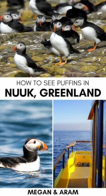 Are you interested in seeing puffins in Nuuk, Greenland? This guide details the best Nuuk puffin tour, what to expect, and some tips for your trip. Learn more! | Nuuk boat tours | Things to do in Nuuk | How to see puffins in Nuuk | Nuuk tours | tours in Nuuk | Nuuk puffins | Nuuk wildlife | Puffins in Greenland