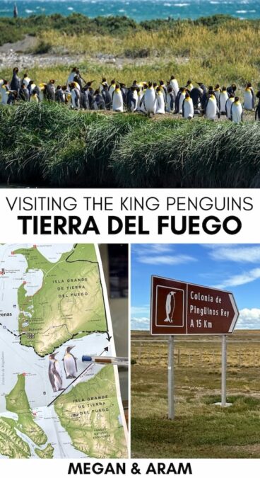Planning a trip to see the King Penguins on Tierra del Fuego on a day trip from Punta Arenas? This guide tells you how to do it, including the best tour! | Tierra del Fuego King Penguins | Punta Arenas day trips | Things to do in Punta Arenas | Punta Arenas King Penguins | What to do in Punta Arenas | Places to visit in Patagonia | Penguin tours from Punta Arenas | How to see penguins in Chile