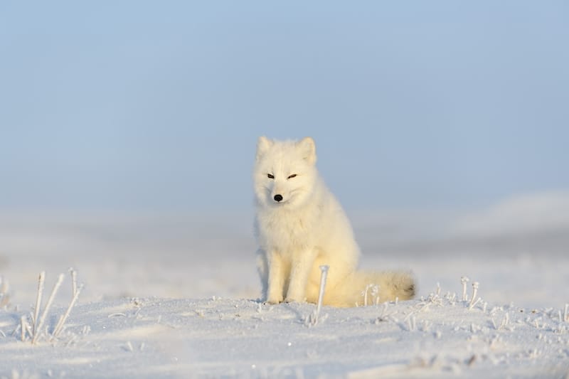 Arctic fox on Svalbard