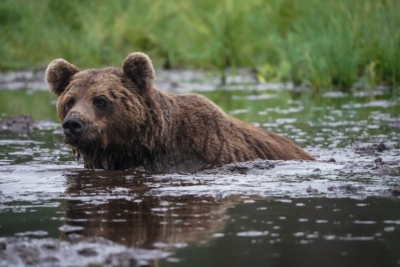 Bear watching is a great day trip during July