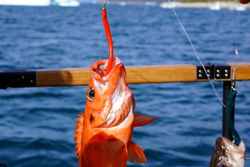 Redfish we caught