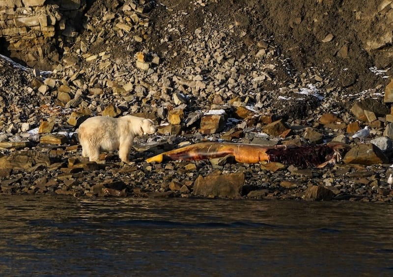 The polar bear I spotted at the end of September