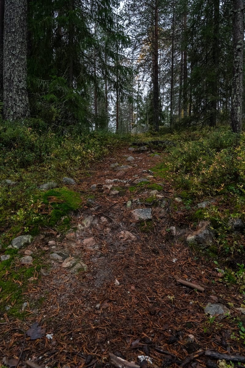 My local forest at the end of September