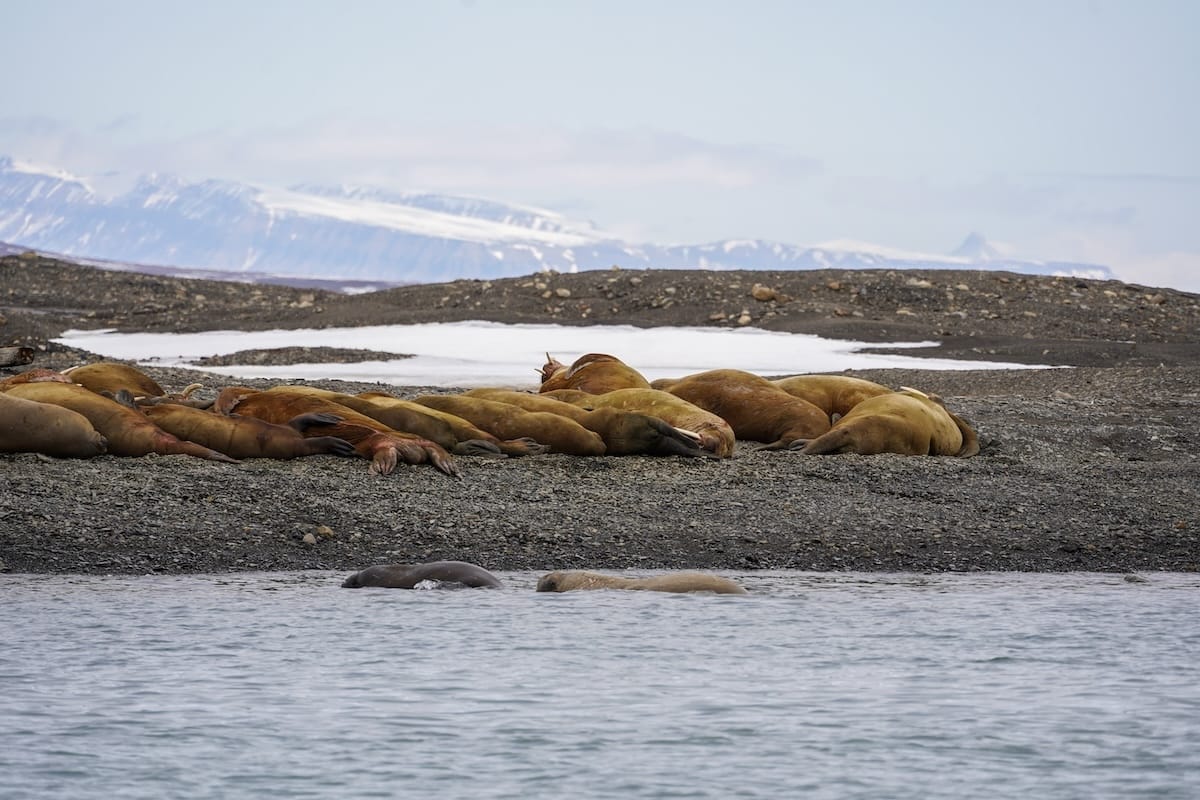 Hanging out with the Svalbard walruses